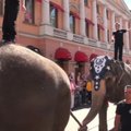 Sankt Peterburgo centrą suparalyžiavo dramblių eisena