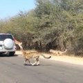 Gepardo persekiojama antilopė išsigelbėjo įšokusi į visureigį
