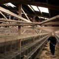 ES ragina reguliariai tirti dėl koronaviruso audinių ūkiuose