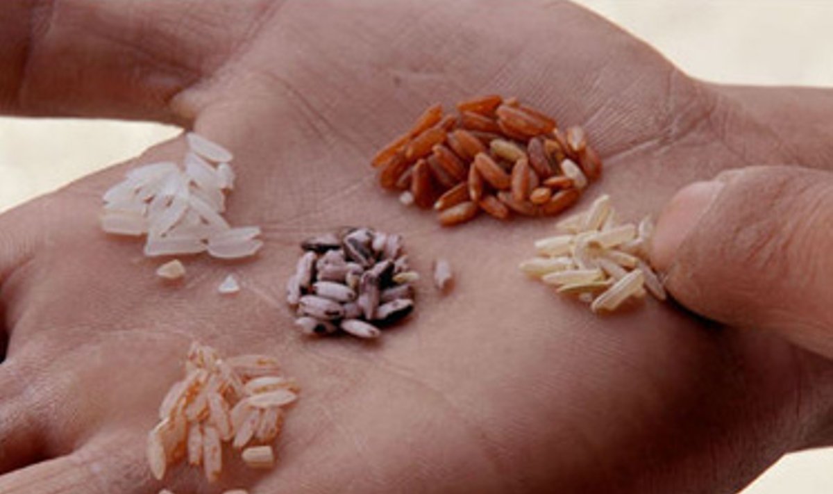 Pardavėjas Maniloje (Filipinai) demonstruoja keturias skirtingas ryžių rūšis. Atsparesni augimo sąlygoms hybridiniai ryžiai, išgaunami kryžminant skirtingas veisles, gali tapti vienu iš būdų mažinti maisto krizę pasaulyje, teigia Tarptautinis ryžių tyrimų institutas (IRRI) Filipinuose. Institutas kartu su biotechnologijų įmonėmis vysto hibridinių ryžių kultūras, dėl visame pasaulyje sparčiai kylančios anksčiau vieno iš pigiausių maisto produktų kainos.
