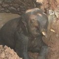 Indijoje išgelbėtas į šulinį įkritęs drambliukas