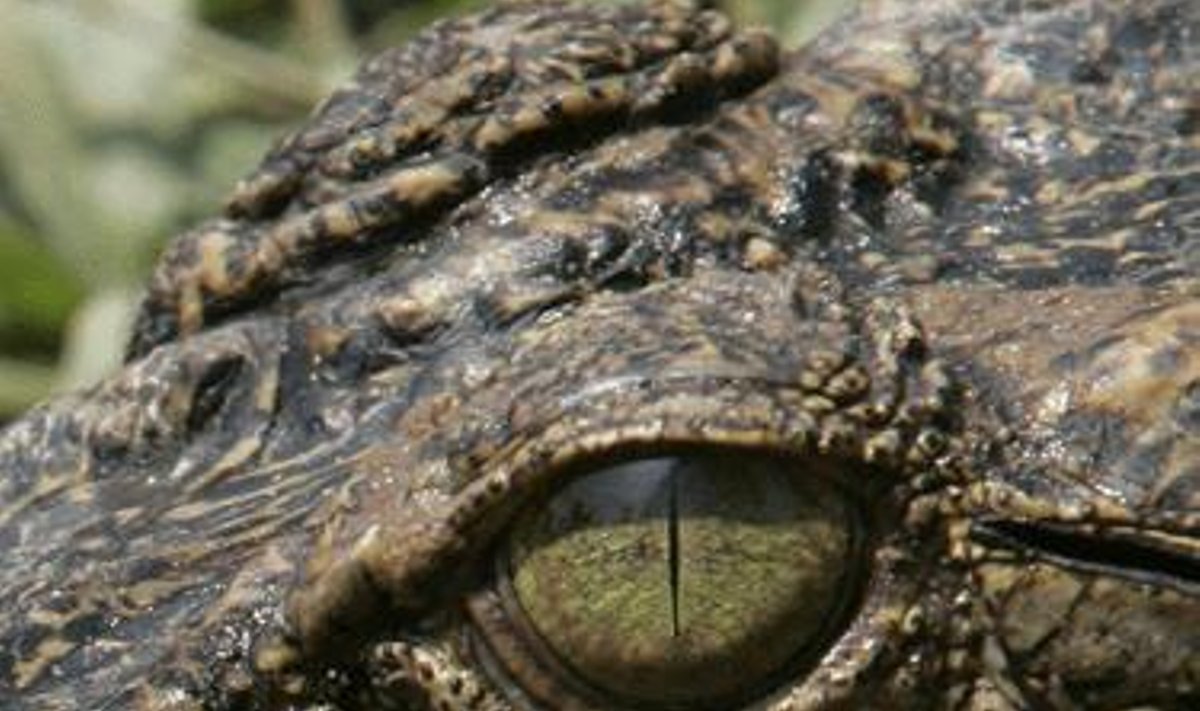Aligatorius, pastebėtas Lop Buri provincijoje, 153 kilometrai į šiaurę nuo Bangkoko. Apie 50 savanorių jau medžioja aligatorius po to, kai jie šeštadienį šalia vieno upelio užpuolė žmogų. 