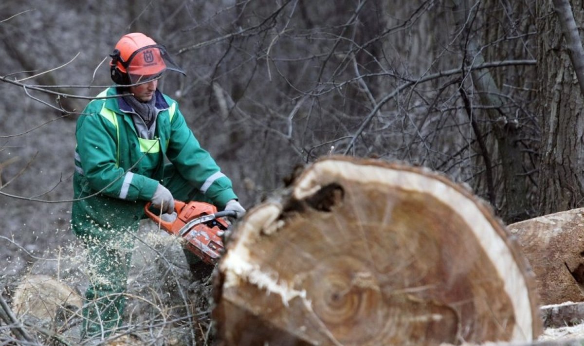 Medžių kirtimui kai kuriais atvejais reikia gauti leidimus iš savivaldybės