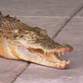Krokodilas Australijoje netikėtai tapo oranžinis