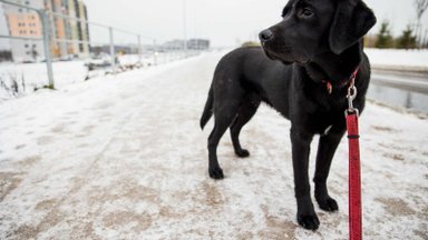 Augintinių specialistė atskleidė, kaip žiemą rūpintis savo keturkojų pėdutėmis ir kailiu
