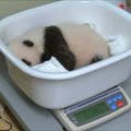 Japonijos zoologijos sodas pradžiugino vaizdais iš pandos mažylio gyvenimo