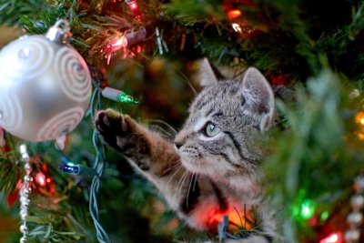 Kalėdų eglutė ir katė Shutterstock