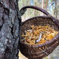 Цены на скупку грибов в Литве бьют рекорды