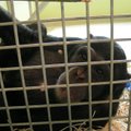 Hepatitu B serganti šimpanzė Regina galėjo apkrėsti cirko lankytojus