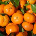 Mandarinai – tikras vitaminų užtaisas, tačiau jų padauginę pasigailėsite: dietistė išvardijo, kas nutinka suvalgius per daug