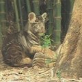 Indijos zoologijos sode pajuodo baltasis tigras