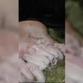 Lietuvoje kiaulė atsivedė 21 paršelį – paršavedei pritrūko spenių