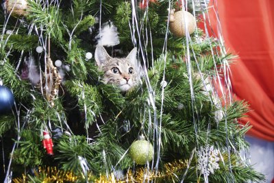 Kalėdų eglutė ir katė Shutterstock