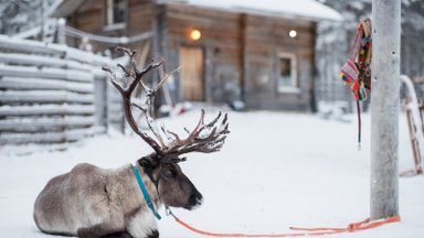 [Delfi trumpai] Laplandijoje pradeda veikti nemokamas šiaurės elnių taksi
