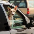 Šuo automobilyje gali tapti mirtinu pavojumi