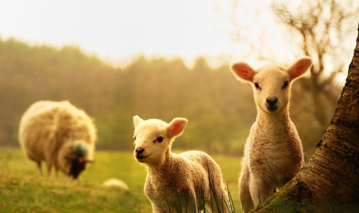 Avių ganymas gali padėti išsaugoti natūralias pievas