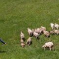 Ribiškių kraštovaizdžio draustinį „šienaus“ avys