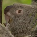 Po savaitės į Australijos zoologijos sodą sugrąžinta pavogta koala