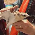 15 retų paukščių išgelbėta iš mirties naftos dėmėje