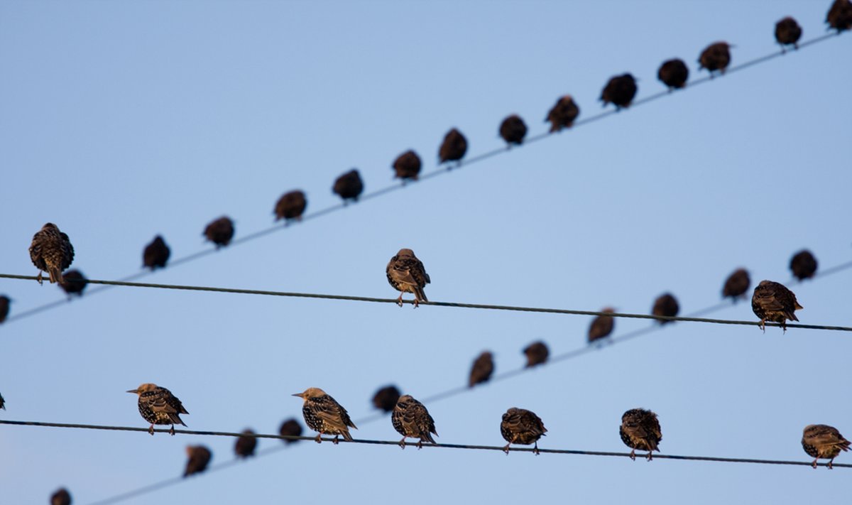 Senos elektros linijų atramos paukščiams gali tapti spąstais 