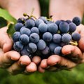 Lietuva tapo oficialia vynmedžių augintojų šalimi