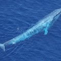 Banginių ausys – viena iš nešvariausių vandenyno vietų