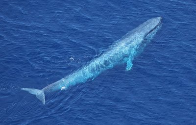Mėlynasis banginis