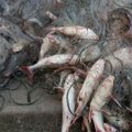 Trakų rajone sulaikytas statomuoju tinklu 13 žuvų pagavęs asmuo