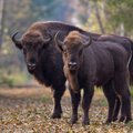 Telšių rajone atidaromas naujasis stumbrynas