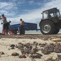 Paplūdimius valo nuo 80 tonų nugaišusių karkvabalių
