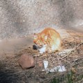 Statistinio beglobio gyvūno kančia gatvėje: katytės Aurėjos istorija