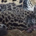 Mielumo įsikūnijimas: pirmą kartą per 70 metų Argentinos pelkynuose gimė jaguaro jaunikliai