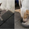 Neįprastas šuns elgesys: mainais už maistą atneša dovaną