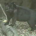 Tęsiant veisimo programą į Meksiko zoologijos sodą atvyko juodasis jaguaras