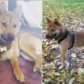 Kaunietė prašo pagalbos: dingo jos šunelis Bruno