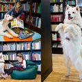 Siūlo iniciatyvą, kuri vaikams padės pamilti knygas – skaitymai vyks su šunimis