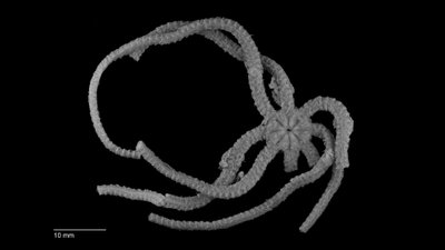 Naujai atrasta trapioji jūrų žvaigždė turi ypatingą kūno struktūrą. C. Harding/Museums Victoria nuotr.