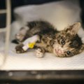 Arklidėse rasto sužaloto kačiuko Žiogelio pagalbos prašymas