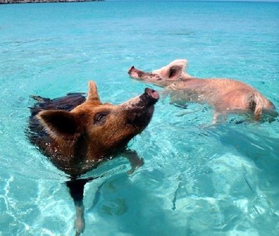 Plaukiančios kiaulės Bahamuose