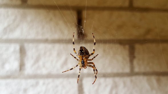 Entomologas paaiškino, kodėl namuose negalima naikinti vorų