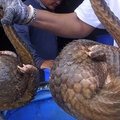 Tailande išgelbėta dar vieną partiją retų gyvūnų, kurie turėjo tapti pietumis