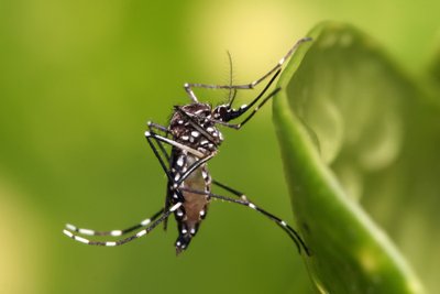 Uodas Aedes aegypti 