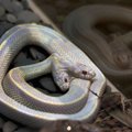 Turkijoje rasta dvigalvė gyvatė