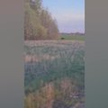 Molėtų rajone ūkininkui kelią perbėgo meška