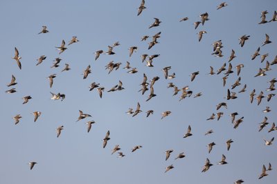 Paukščių migracija