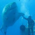Nepaprastas pasimatymas po vandeniu: naras pasisveikina su pačiu didžiausiu rykliu