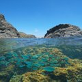 Viduržemio jūrą okupuojančios invazinės rūšys tapo ne tik grėsme, bet ir galimybe: mėlynieji krabai jau vadinami delikatesu