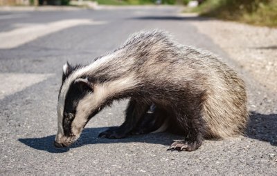 Barsukas