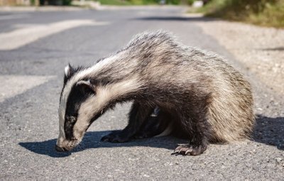  Barsukas