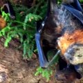 Siaubo filmą primenantys vaizdai: Australijoje žūsta milžiniški plikagalviai šikšnosparniai